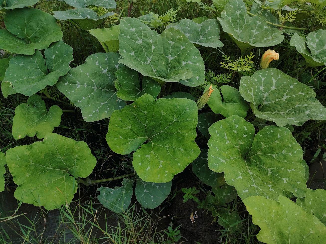 liefde donker groen blad achtergrond foto