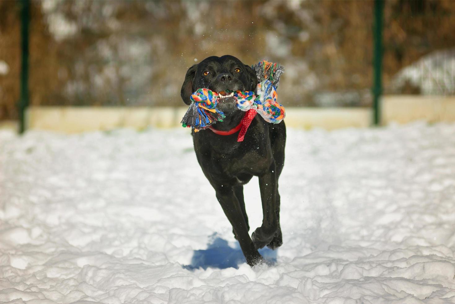 zwarte gelukkige hond die in de sneeuw loopt foto