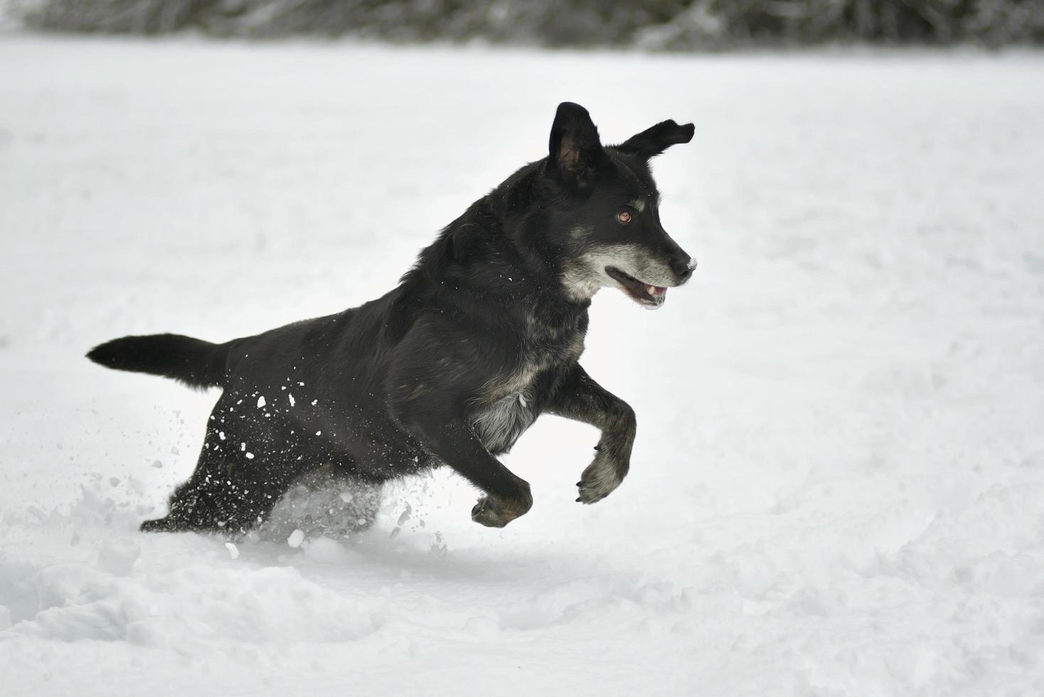 zwarte gelukkige hond die in de sneeuw loopt foto