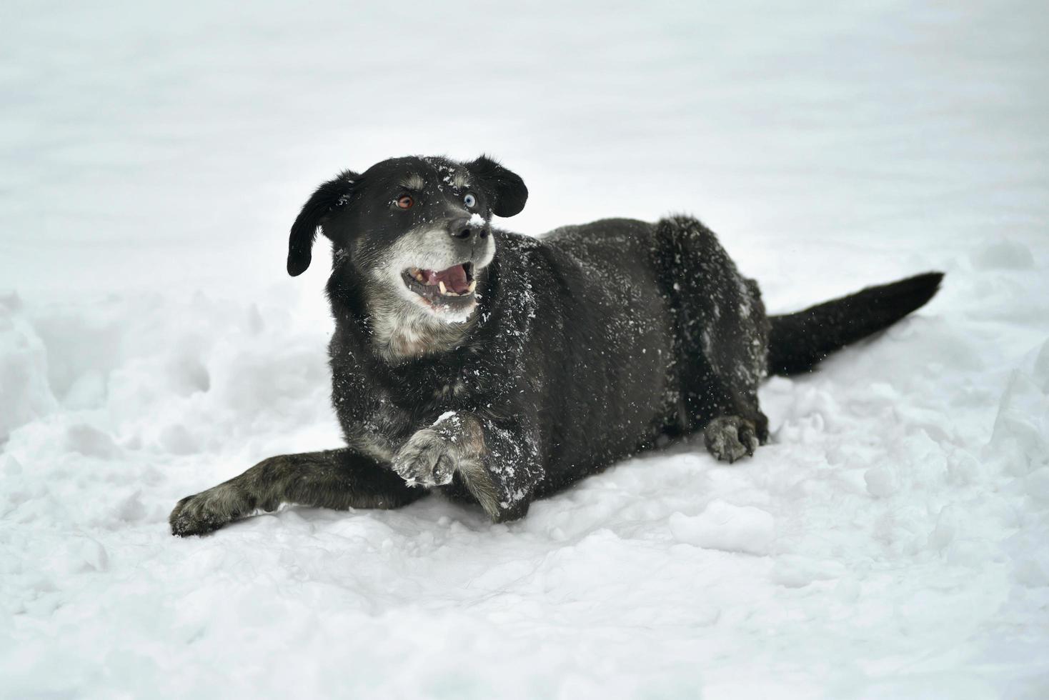 zwarte hond in de sneeuw foto