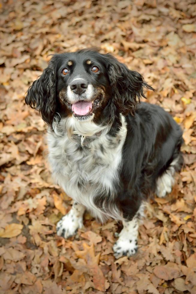 Engelse springerspaniël zittend in herfstbladeren foto