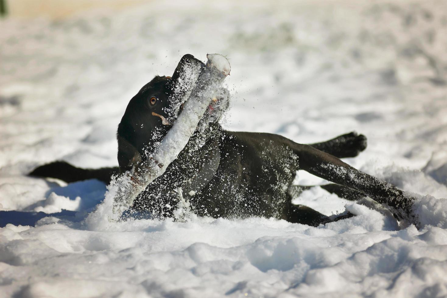 portret van schattige zwarte labrador hond spelen met stok in de sneeuw foto