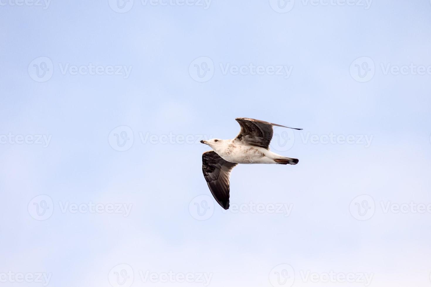 zeemeeuw die in de lucht vliegt foto