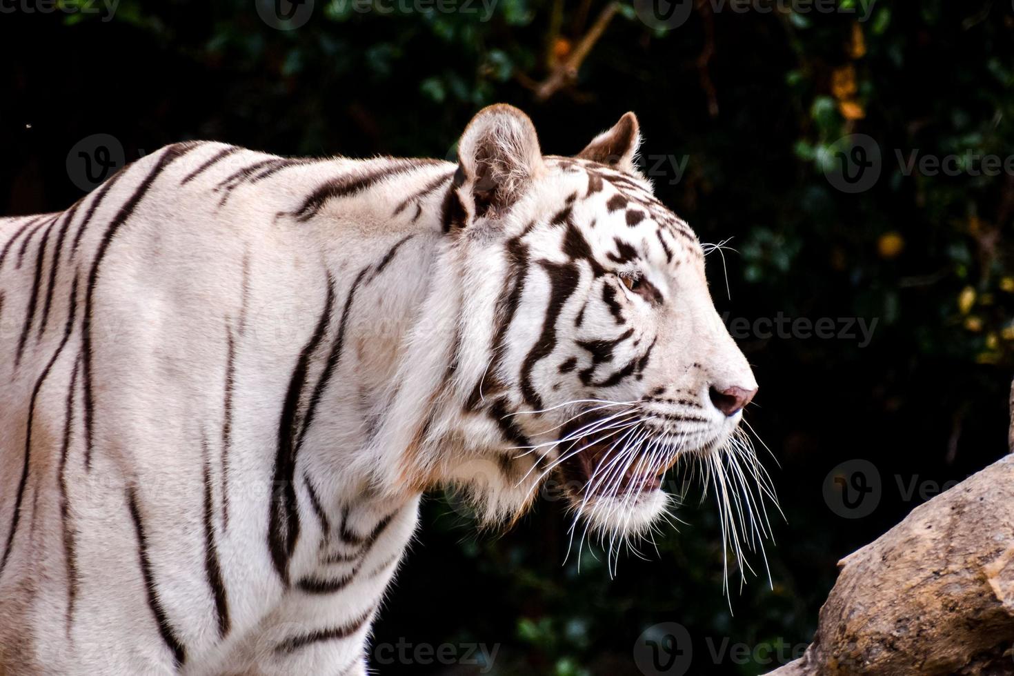 wit tijger Bij de dierentuin foto
