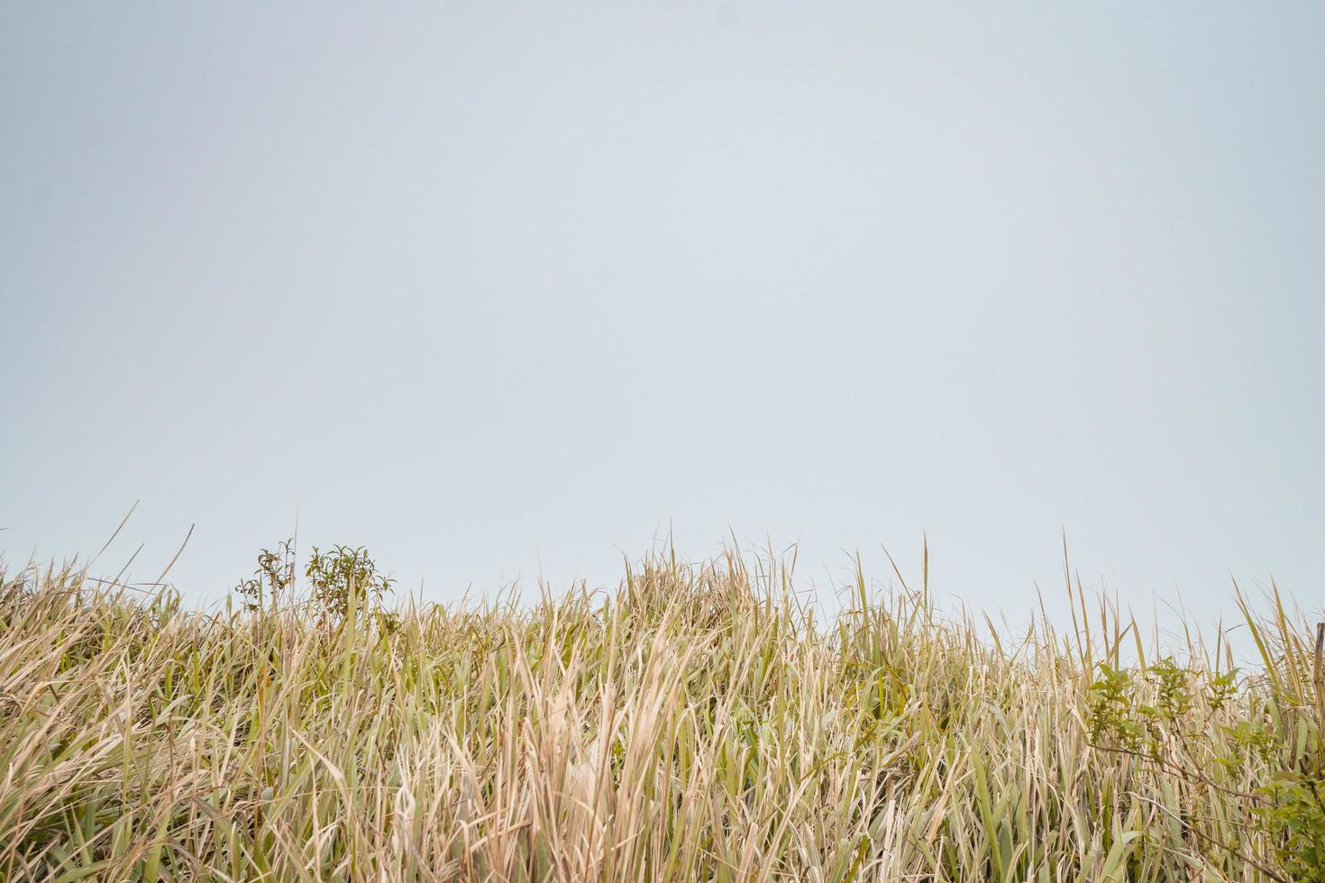 de manier gaan naar top berg, met savana en mistig gevoel. de foto is geschikt naar gebruik voor avontuur inhoud media, natuur poster en Woud achtergrond.