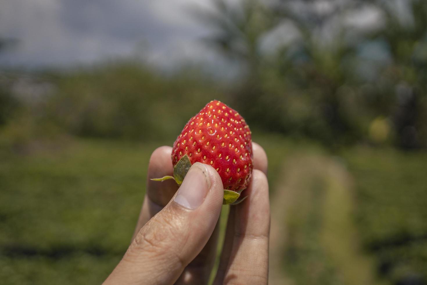 dichtbij omhoog foto aardbei Holding door boer wanneer oogst seizoen Aan de achtertuin tuin malang. de foto is geschikt naar gebruik voor botanisch poster, achtergrond en oogst reclame.