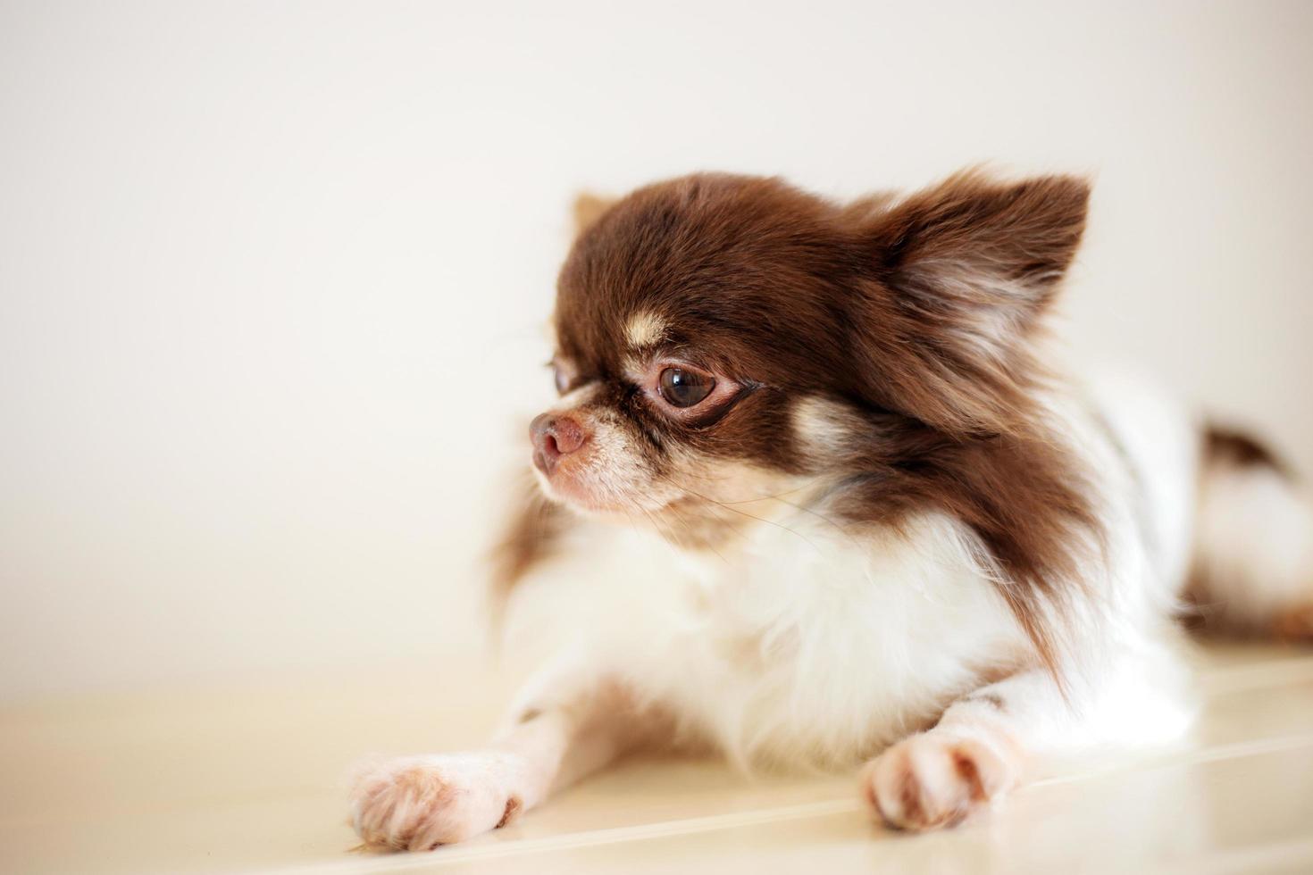 hond op de vloer in de dierenwinkel foto