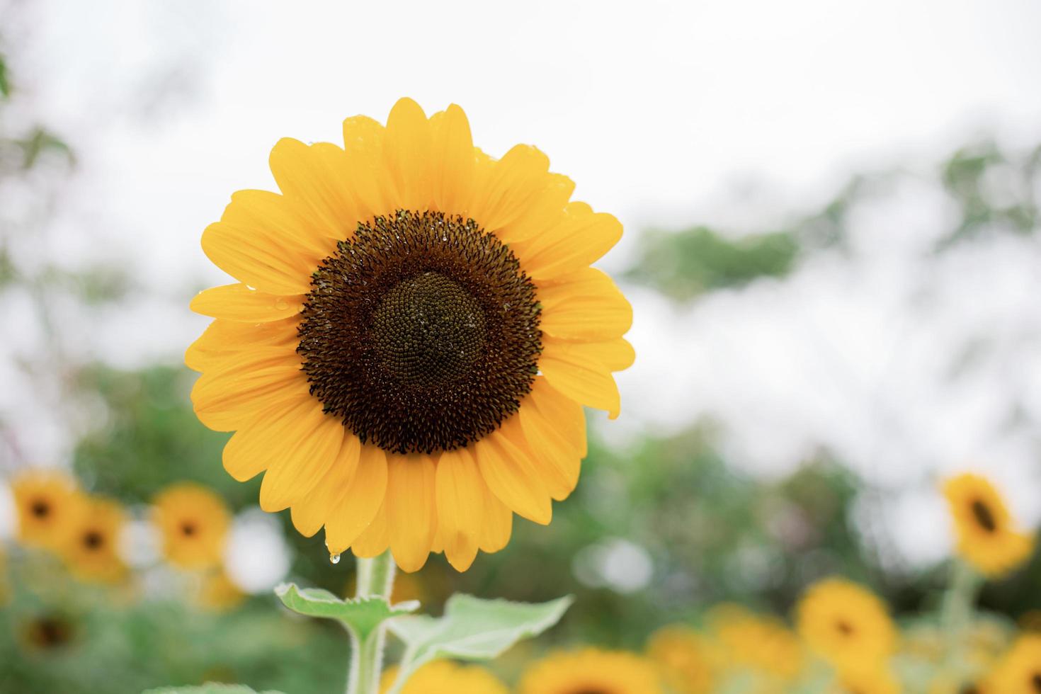 zonnebloem in de lucht foto