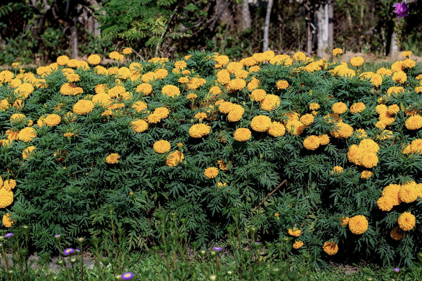 goudsbloem bloemen op plantage foto