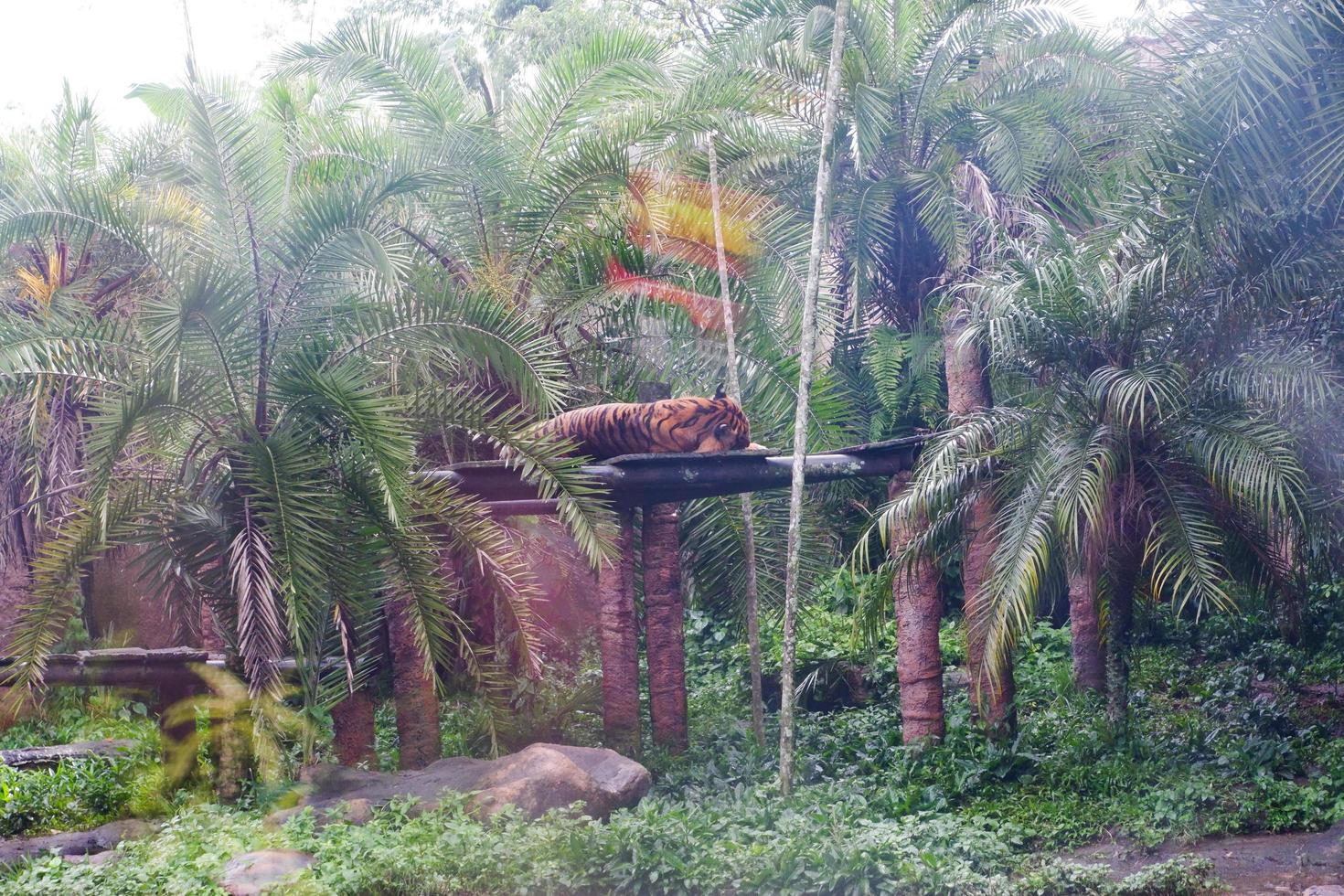 selectief focus van een Siberisch tijger aan het liegen in haar met bomen omzoomd kooi. foto