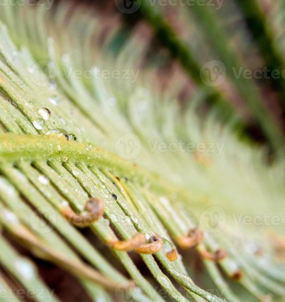 de veervormig samengestelde bladeren van cycas siamensis plant foto