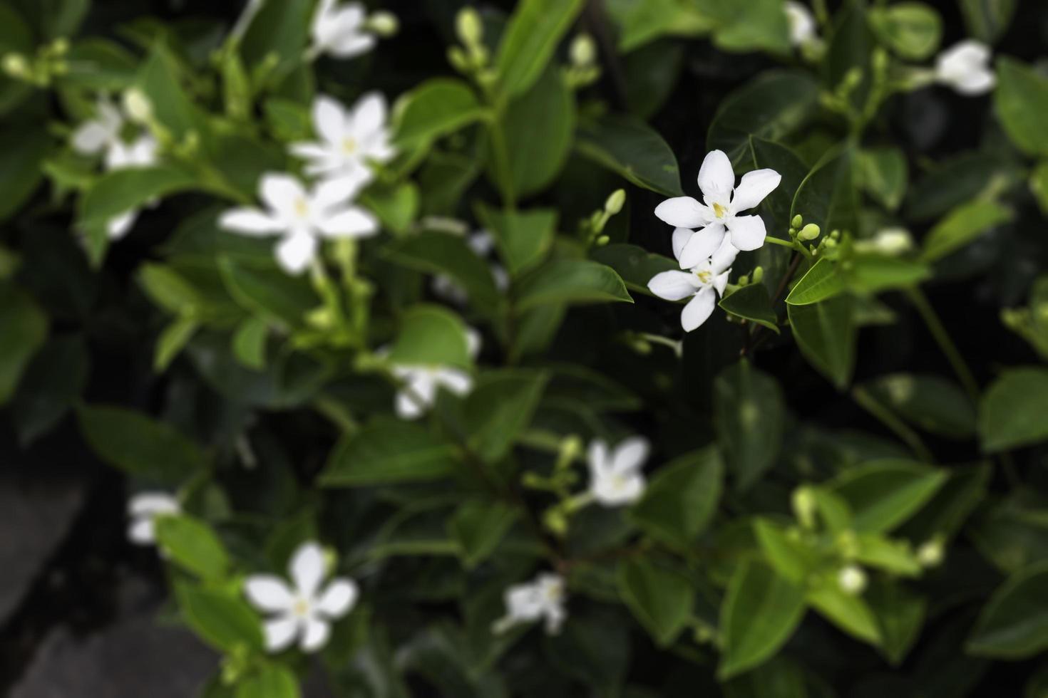 witte jasmijnbloemen foto