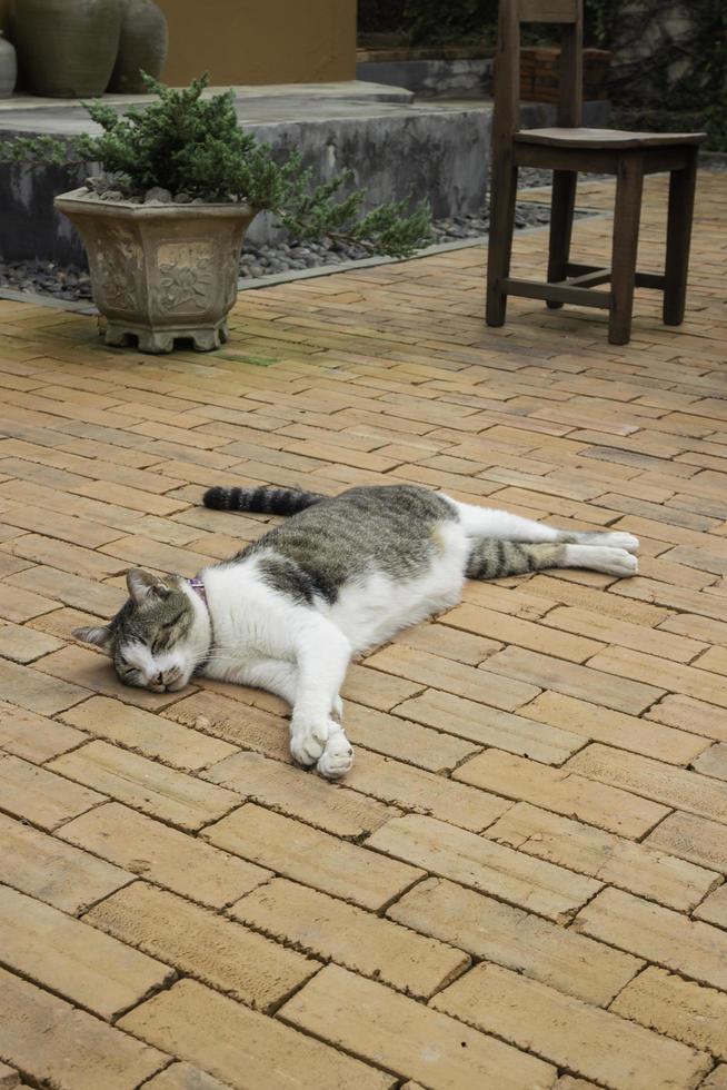 binnenlandse kat gekoeld in de tuin foto