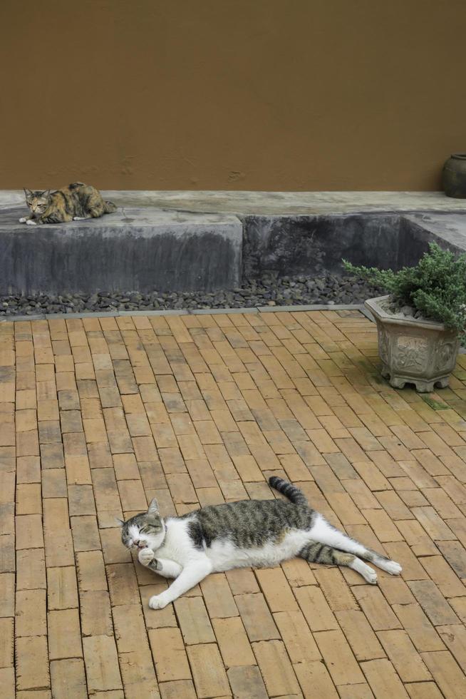 binnenlandse kat gekoeld in vintage tuin foto