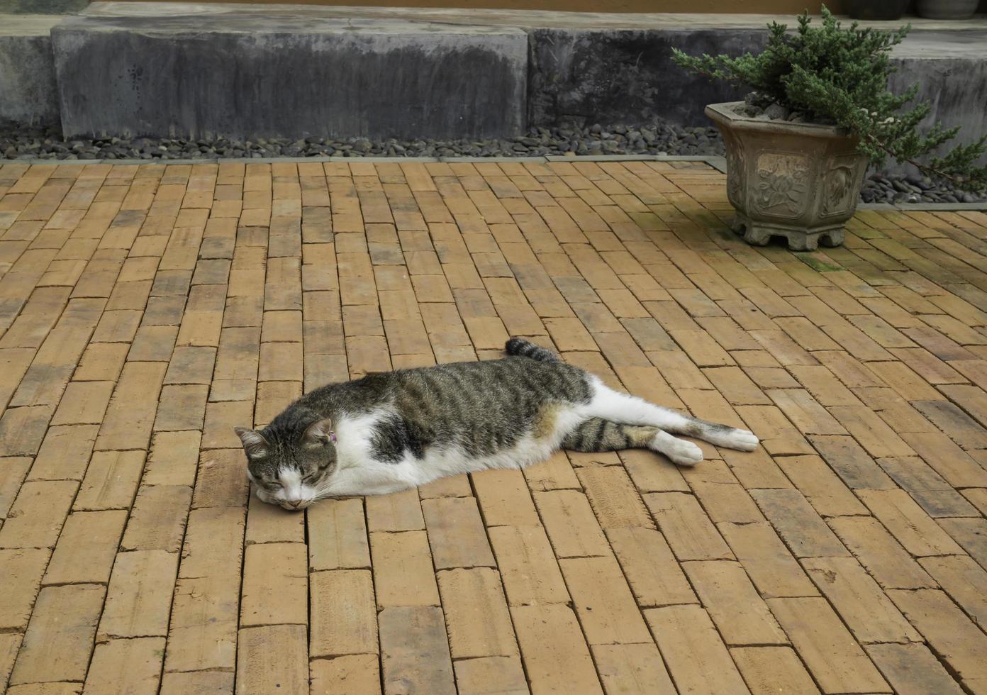 binnenlandse kat liggend in de tuin foto