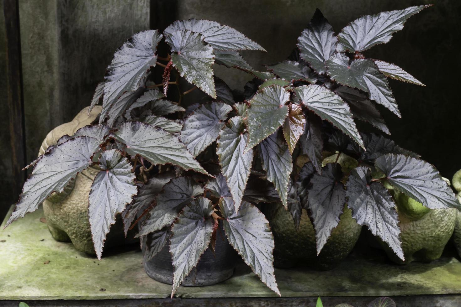 mooie groene bladeren plant foto