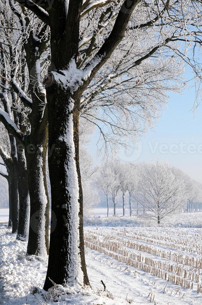 winter tijd in Westfalen foto