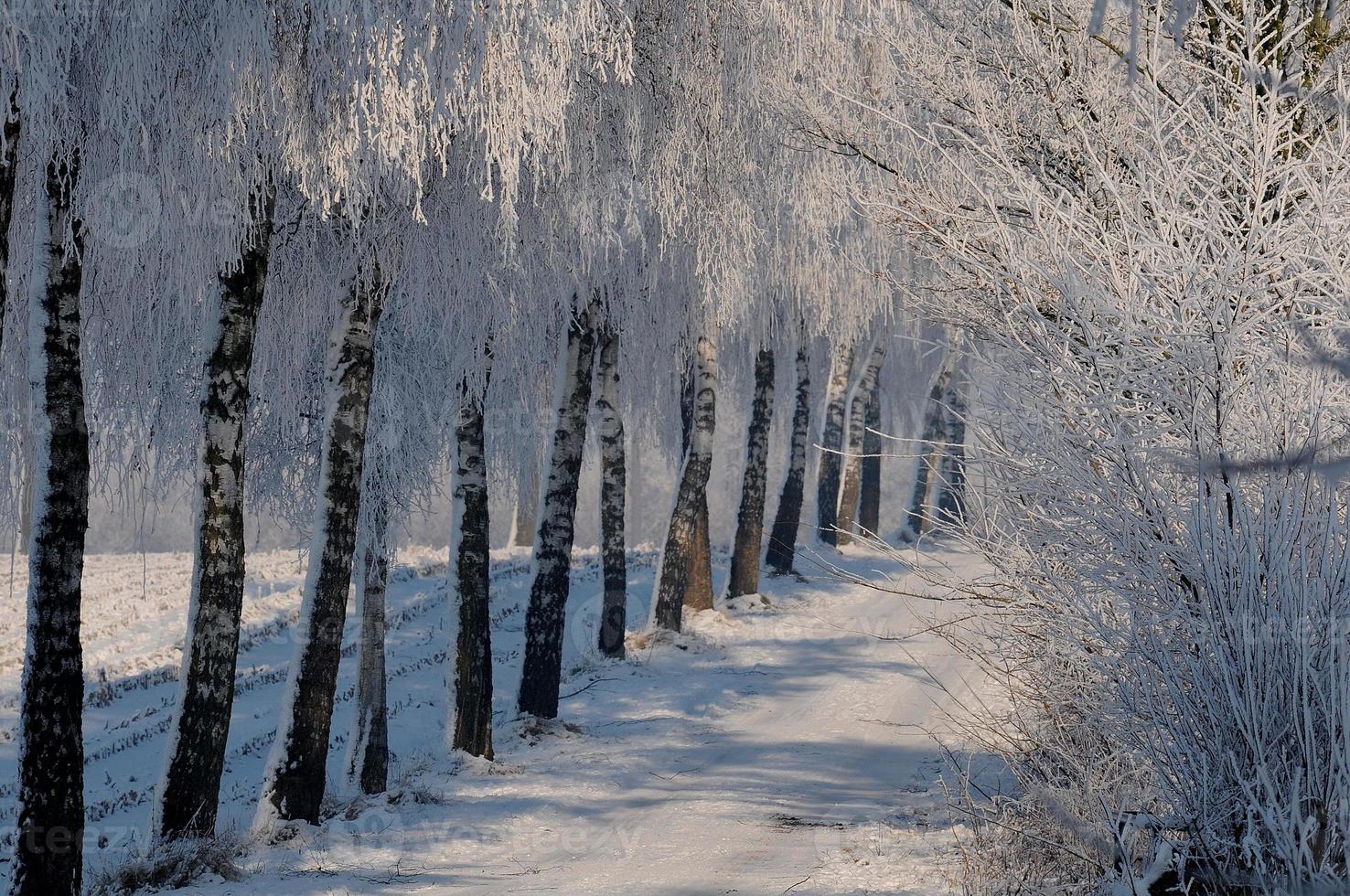 winter tijd in Westfalen foto