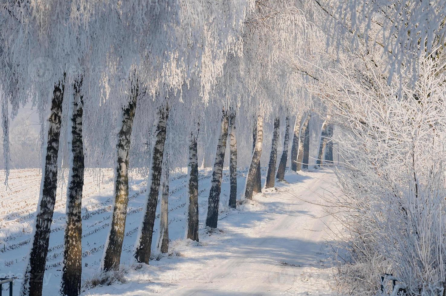winter tijd in Westfalen foto