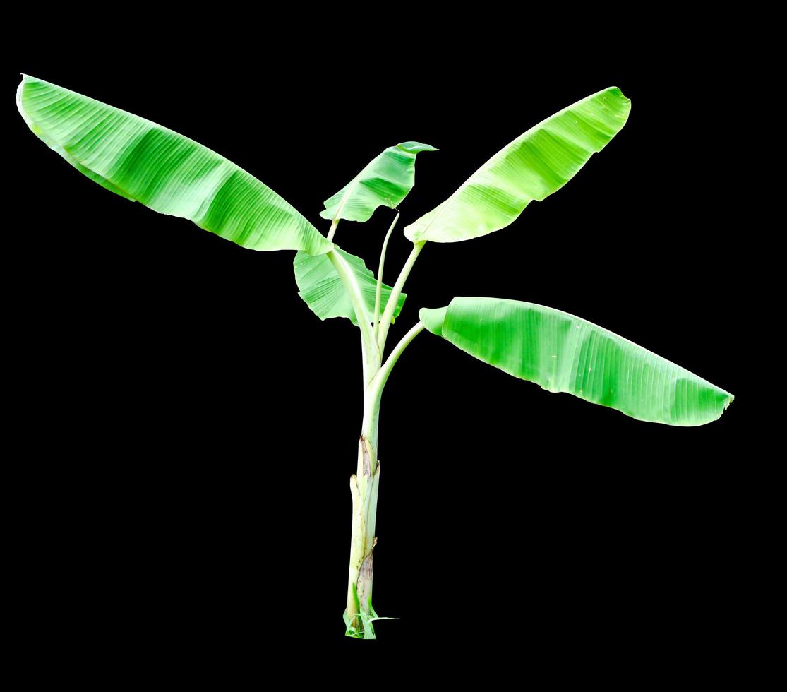 single banaan boom isoleren Aan zwart achtergrond en maken met pad. foto