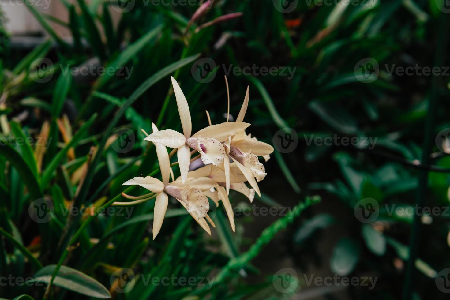 foto van orchidee bloem bloeiend in de tuin