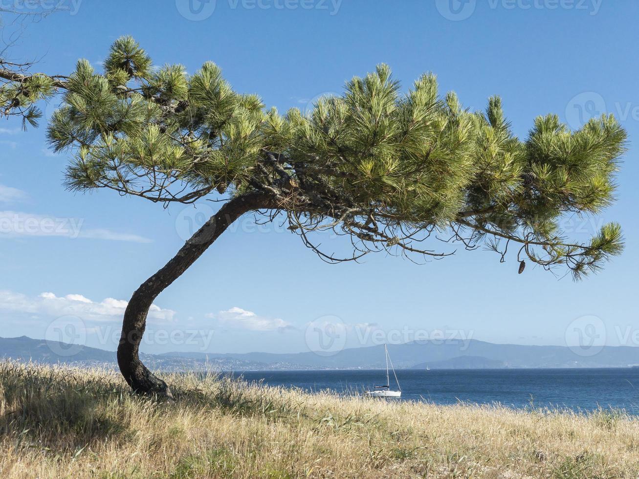 dennen op het strand met een zeilboot op een zonnige dag foto