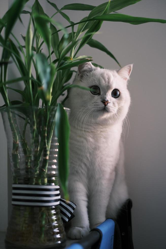 portret van wit zilver punt kat op zoek omhoog foto