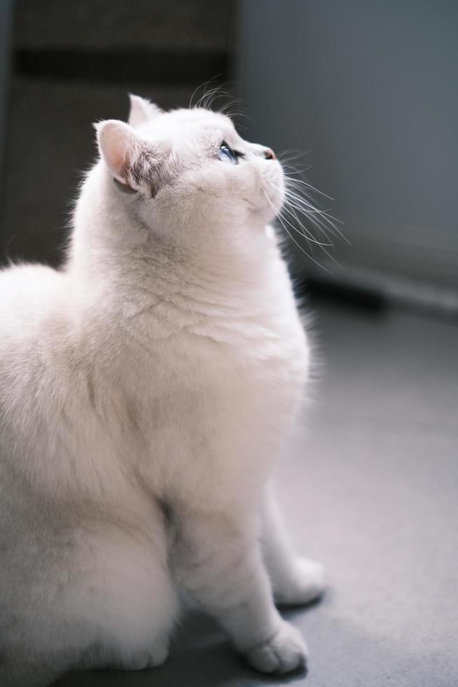 portret van wit zilver punt kat op zoek omhoog foto