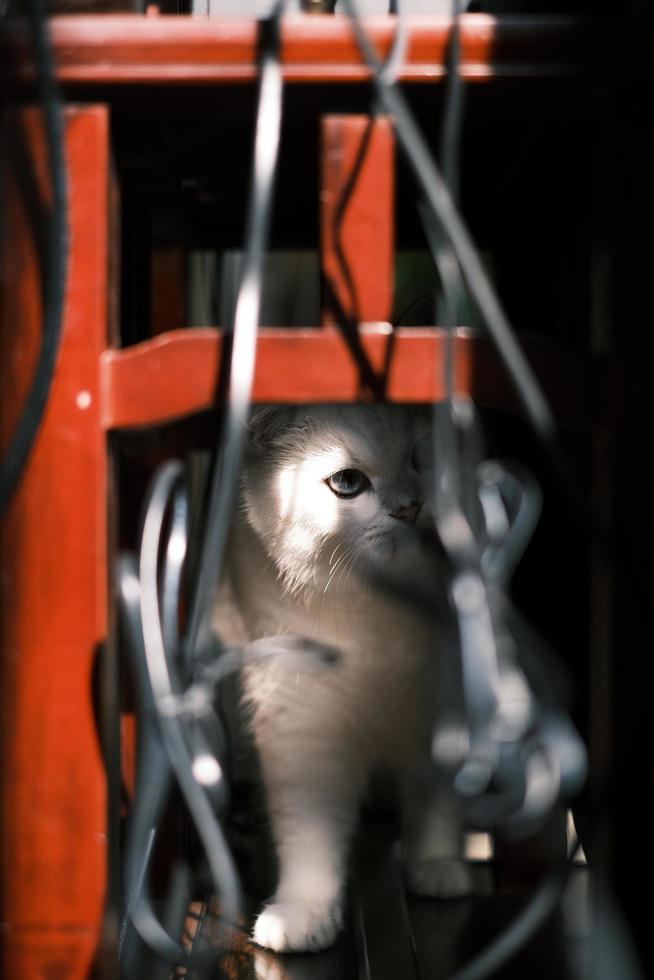 een wit kat gluren tussen de poten van een rood tafel foto