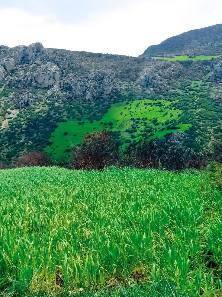 pracht van een majestueus berg plantage een reis in de hart van natuur grootsheid en kalmte foto