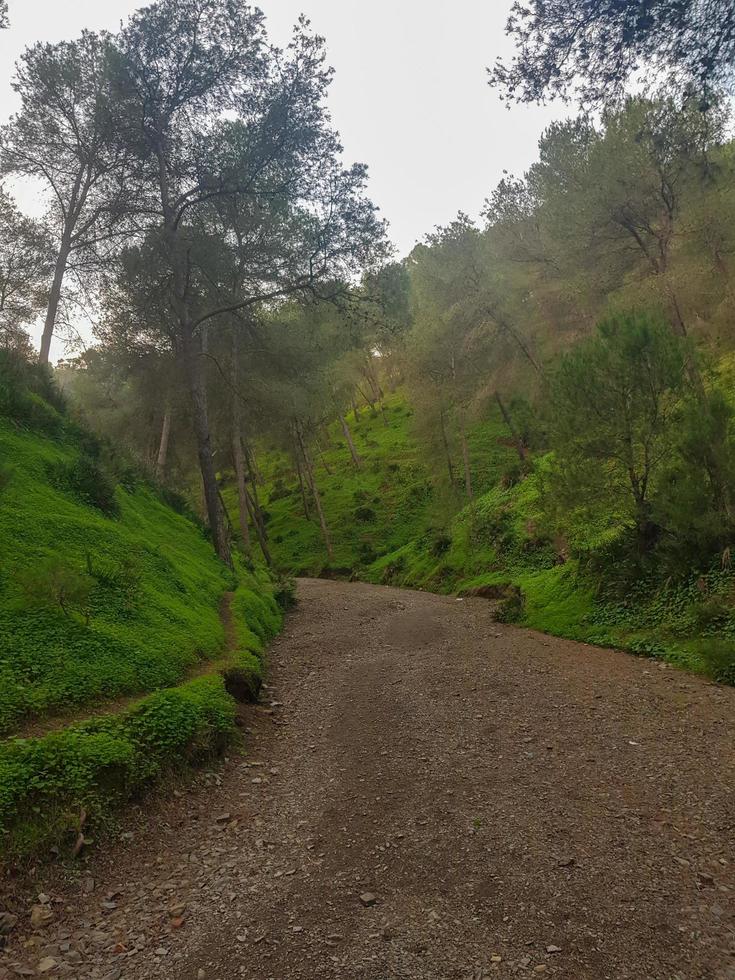 Ontdek de landschap van natuurlijk berg pad tussen de pijnboom bomen foto