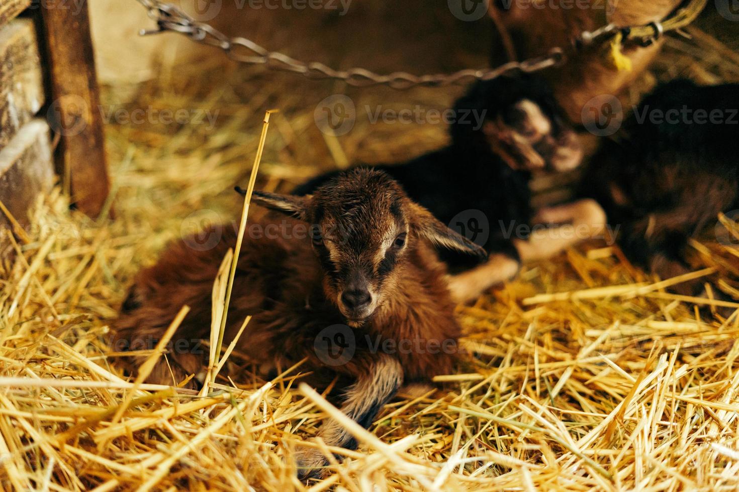 pasgeboren bruin baby geit, geit kind, met broers en zussen en moeder geit 10 minuten na wezen geboren foto