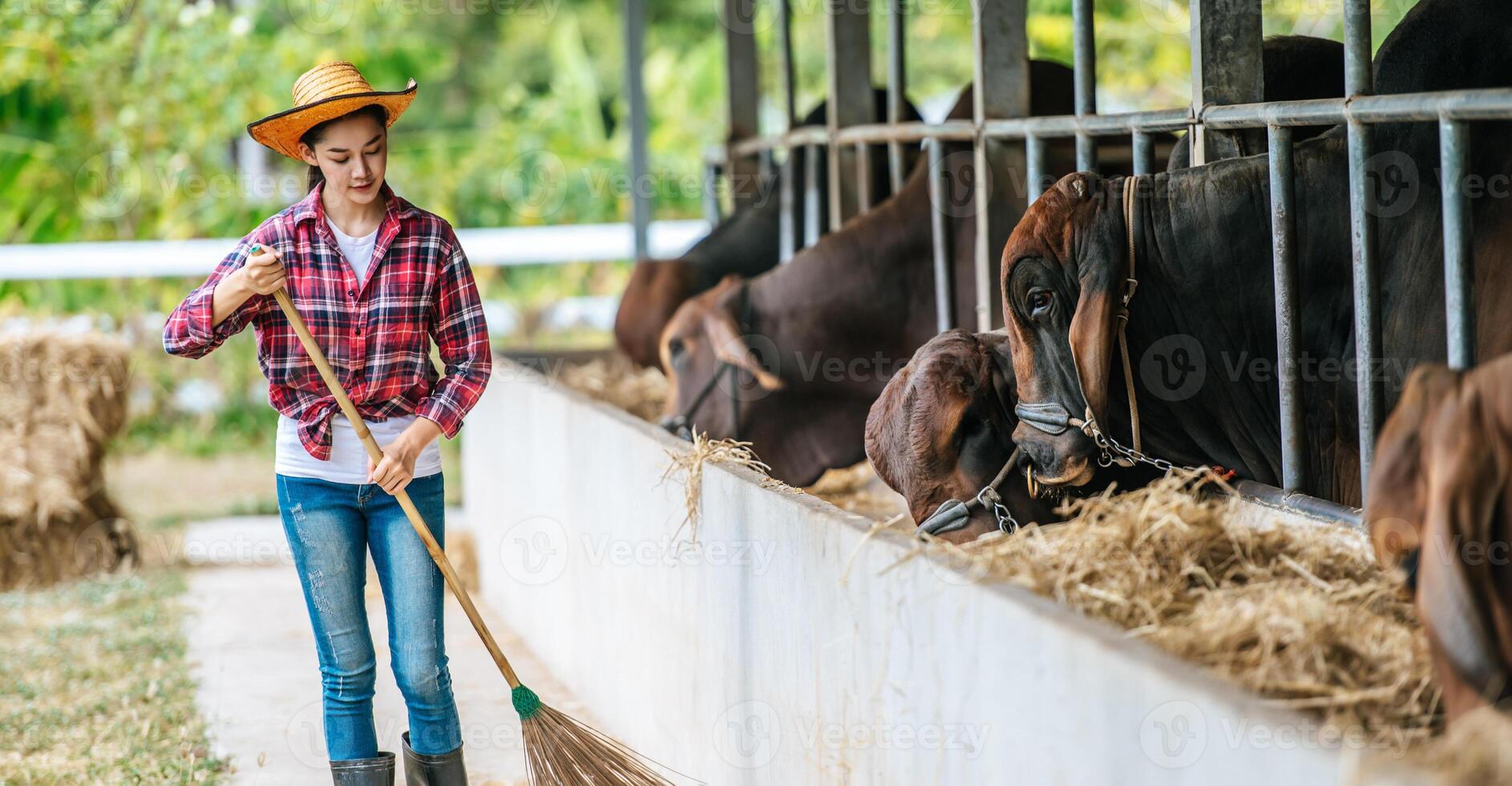 portret van gelukkig jong Aziatisch boer vrouw vegen verdieping Bij koe boerderij. landbouw industrie, landbouw, mensen, technologie en dier veeteelt concept. foto