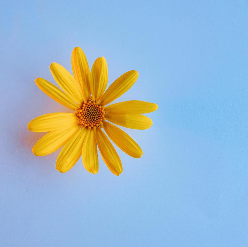 mooie gele bloem in de lente foto