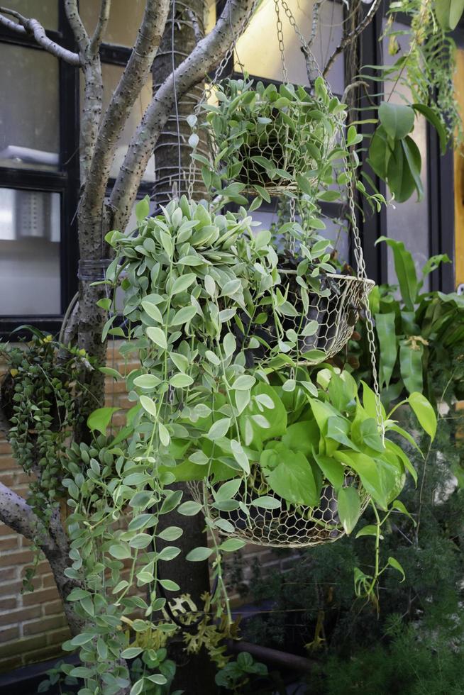 tropische tuinplanten in de zomer foto