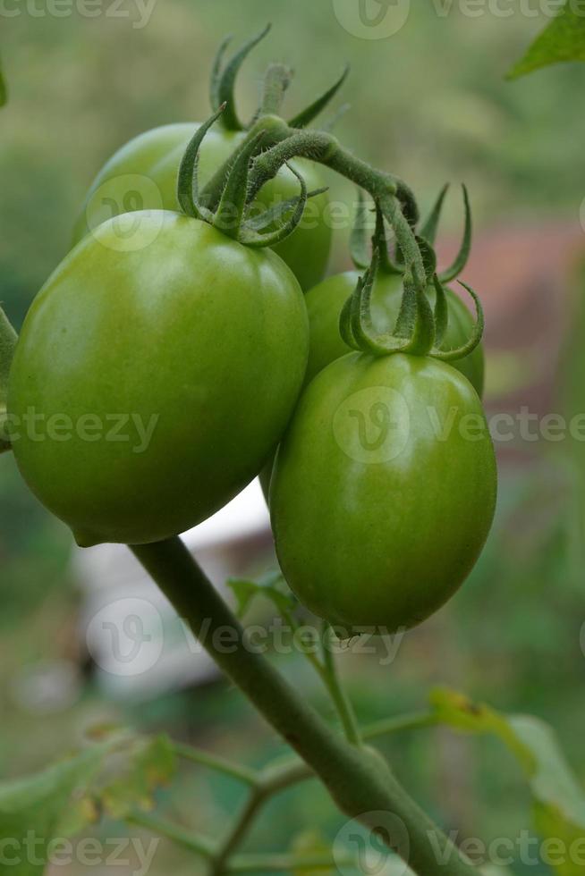 tomaat planten in de werf foto