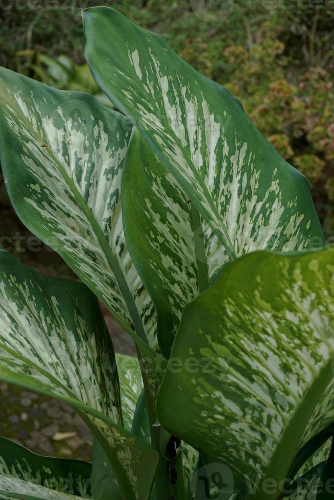 dieffenbachia, haar schoonheid komt van de vorm van de kroon en ook de kleur van de bladeren dat variëren foto