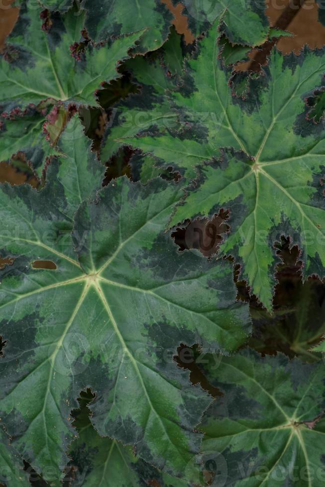 begonia Cleopatra is een sier- fabriek dat heeft de vorm van een esdoorn- blad, Leuk vinden de symbool van Canada foto