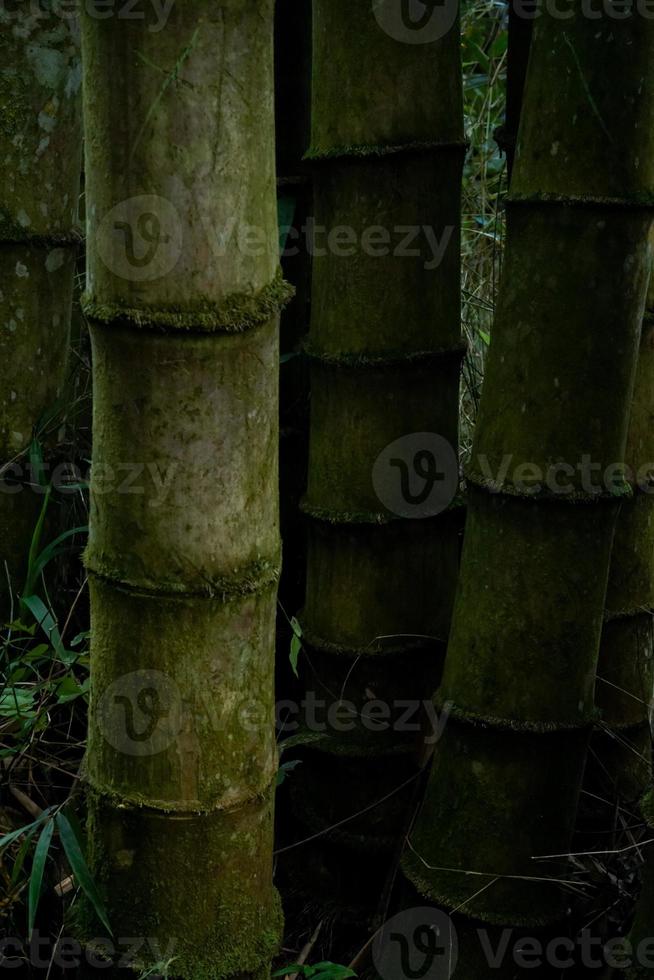 bamboe bomen in de tuin foto