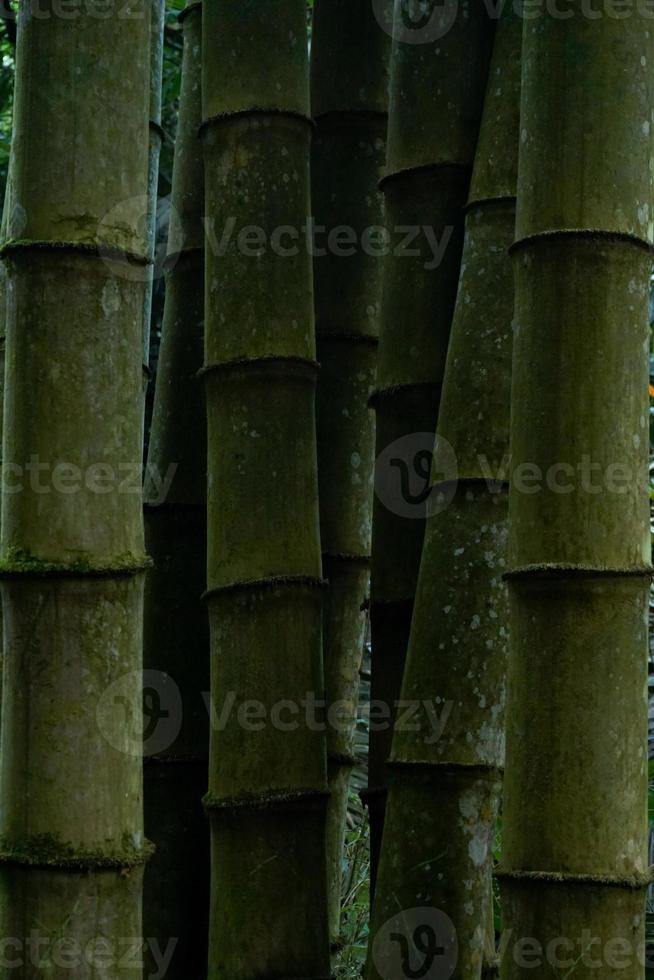bamboe bomen in de tuin foto
