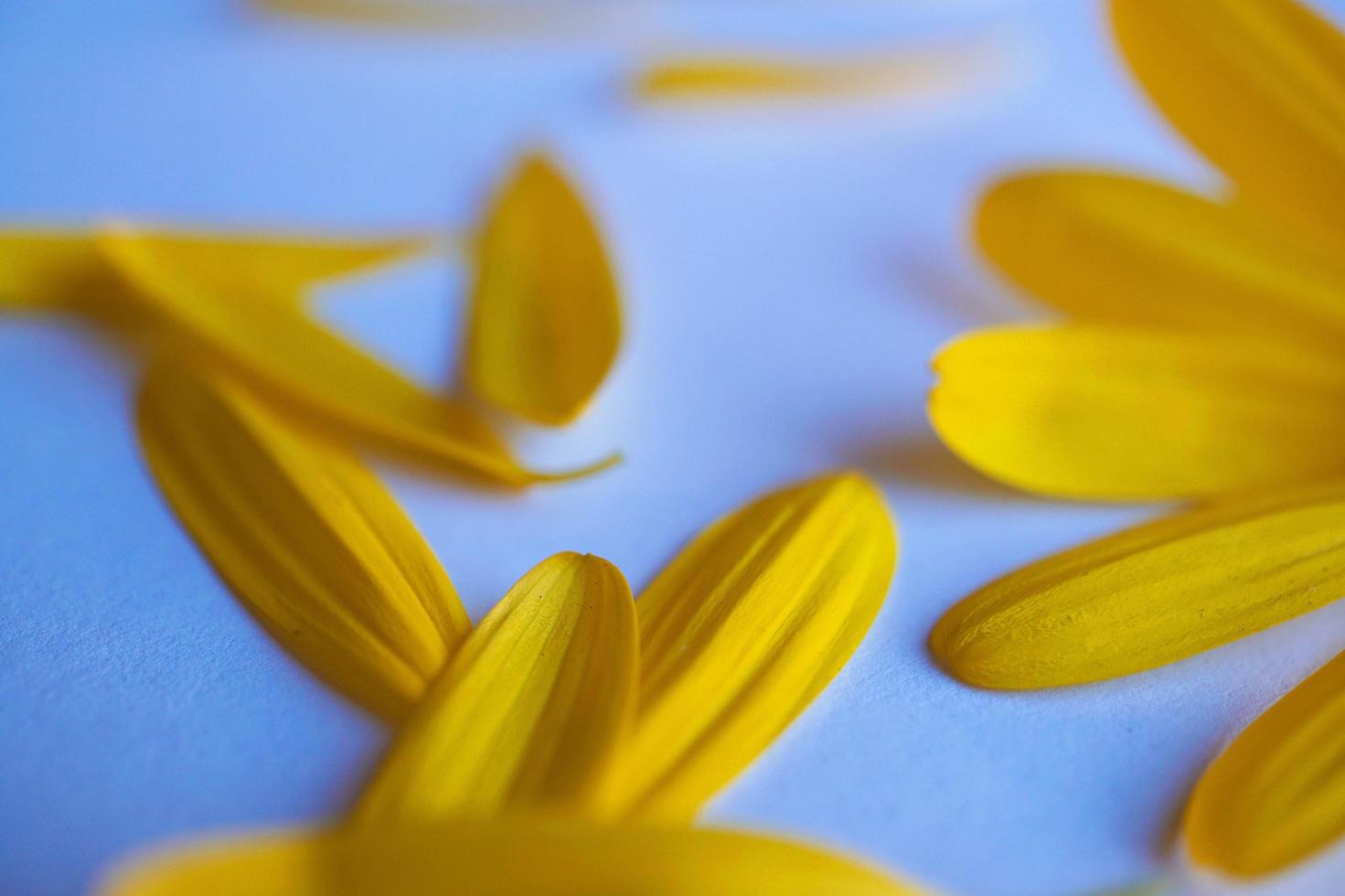bloemblaadjes van een gele bloem in de lente foto
