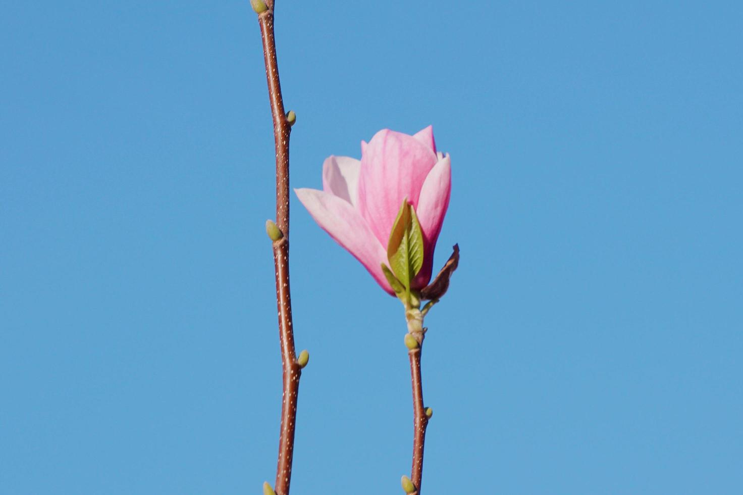 roze bloem in de lente foto