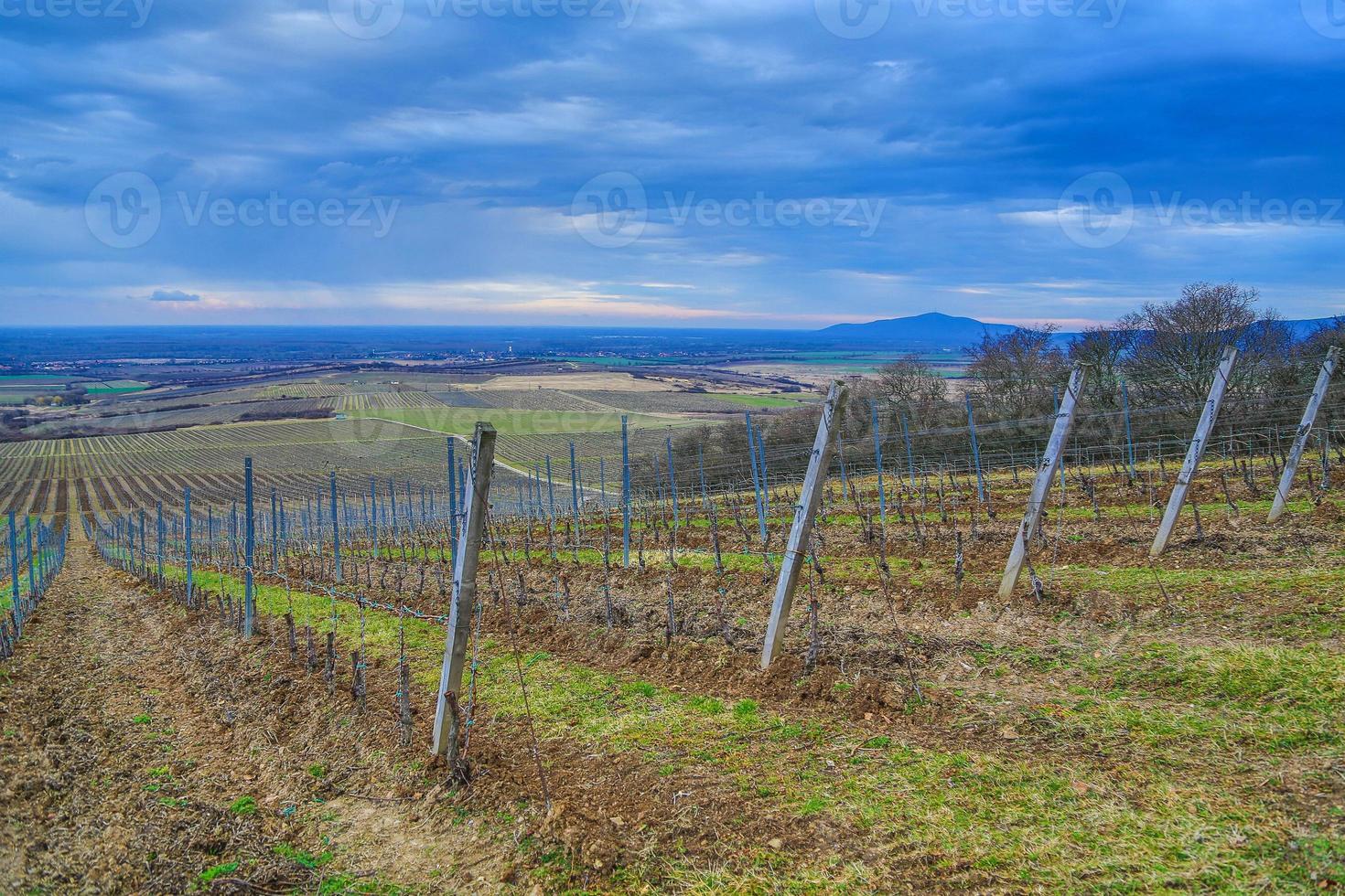 bewolkt dag in de wijngaarden van de tokaj regio foto