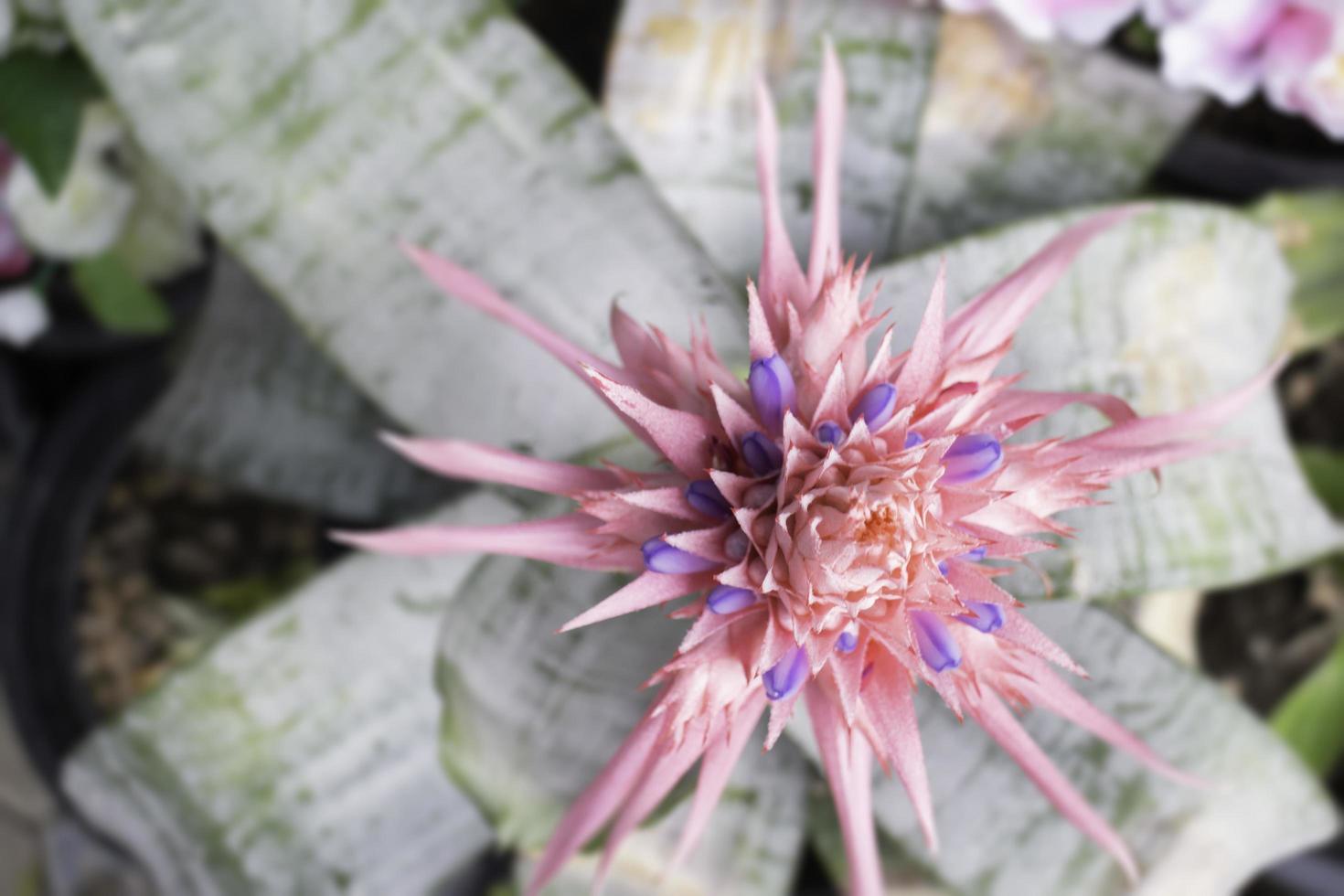 roze en paarse stekelige bloem foto