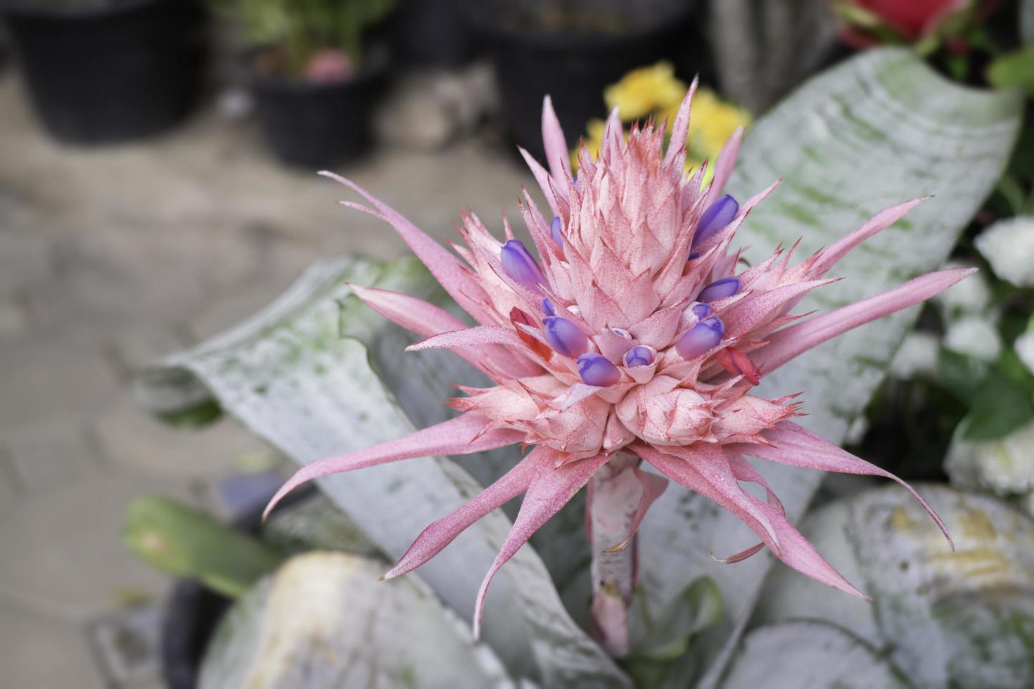 roze bloem in de tuin foto