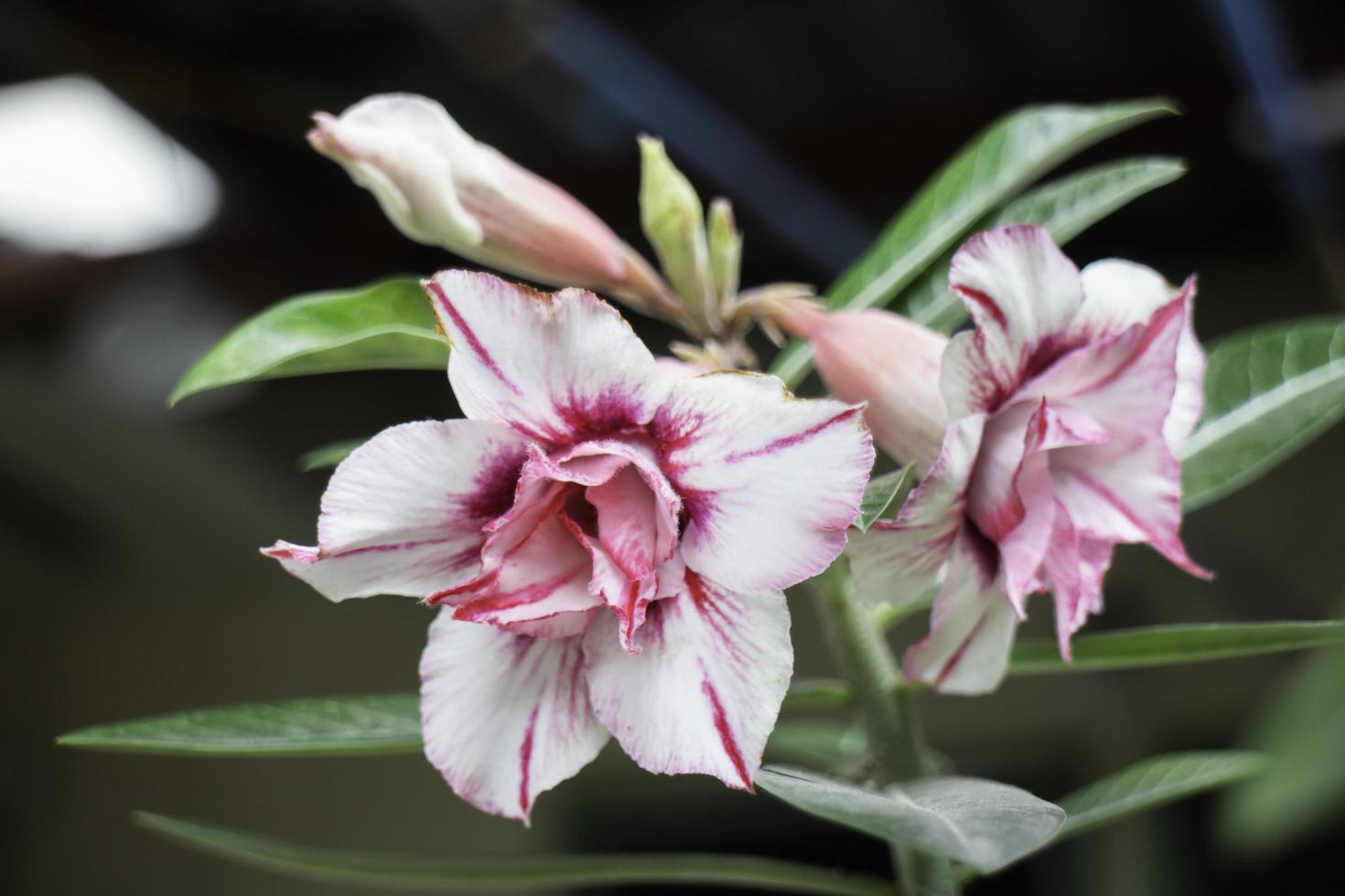 roze en witte bloemen foto