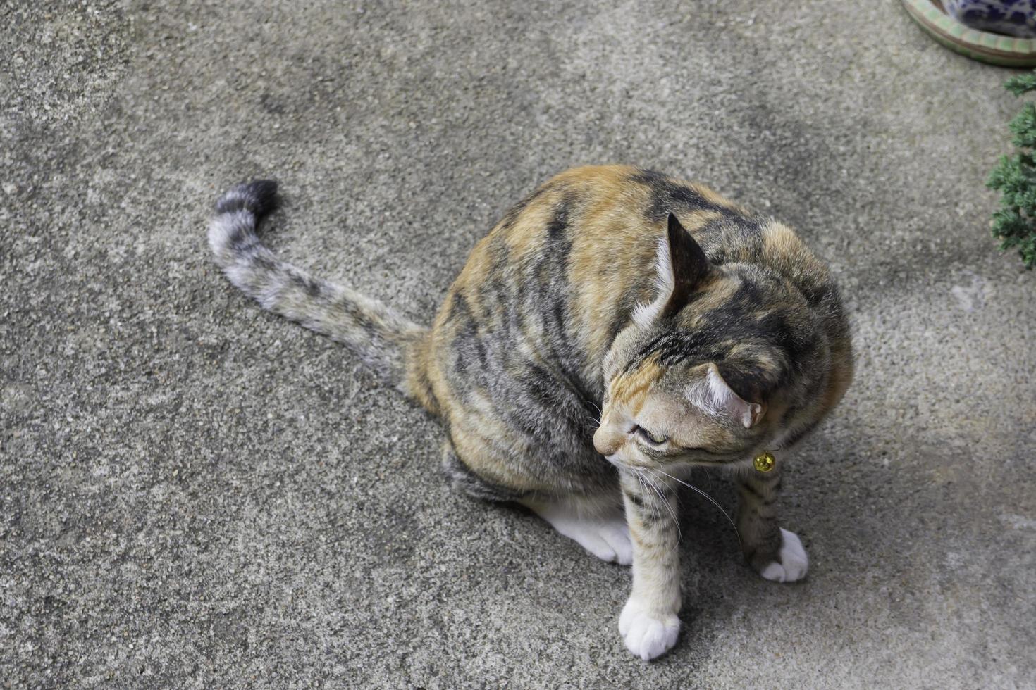 huiskat zittend op beton foto