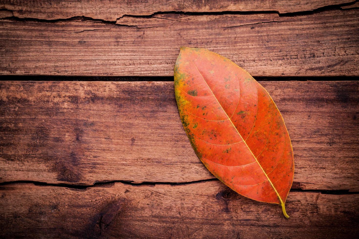 rood Herfstblad op hout foto