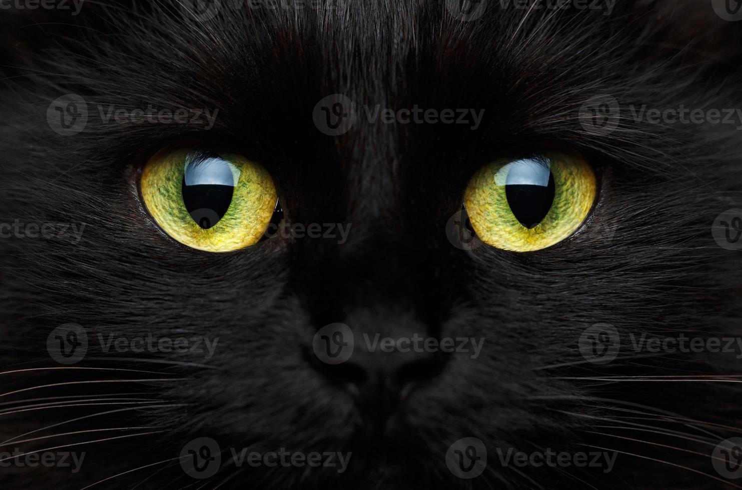schattig uiteinde van een loop van een zwart kat detailopname foto
