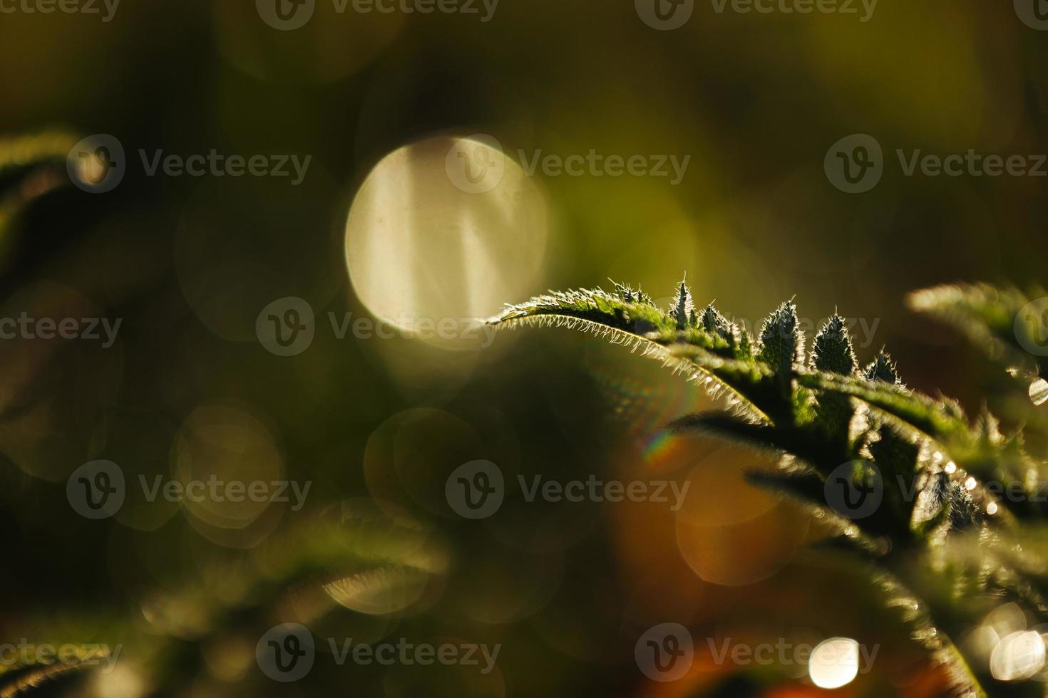 vers groen bladeren met water druppels. groen bloemen in zomer ochtend- regendruppels. zon stralen breken door Afdeling na regen. Groenen in schoon dauw druppels. zonnestraal in zomer natuur. ecologie milieu foto